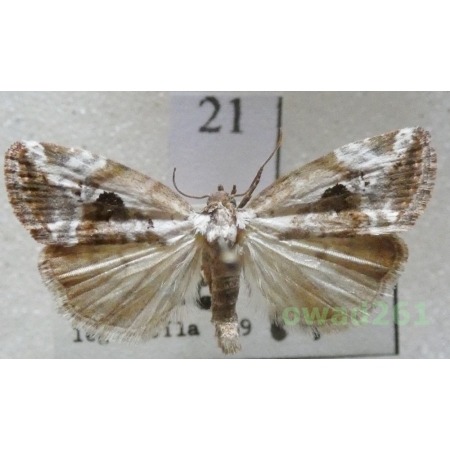 Elaphria venustula (Hübner, 1790) Slovakia21